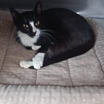 Domestic Short Hair Cats Available for Adoption in Jupiter, Florida - Avery | PetCurious