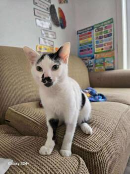 Rescue Domestic Short Hair Cats for Adoption in Winnipeg, Manitoba - Domino | PetCurious