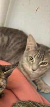 Rose -  Domestic Short Hair Cat for Adoption in Ogdensburg, New York - Rose | PetCurious