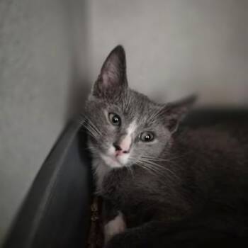 Frans Lanting -  Domestic Short Hair Cat for Adoption in Sacramento, California - Frans Lanting | PetCurious