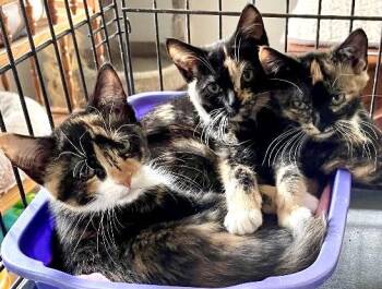 Lucky Charms -  Calico and Tortoiseshell Cat for Adoption in Red Bank, New Jersey - Lucky Charms | PetCurious