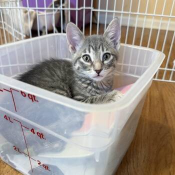 Domestic Short Hair Cats Available for Adoption in Plainfield, Illinois - Gabriella & Olga | PetCurious