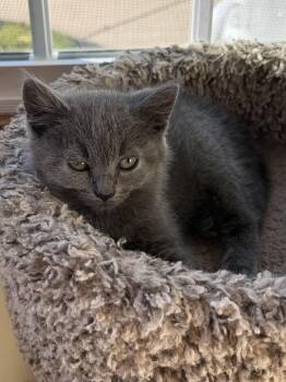 Seraphina -  Domestic Short Hair Cat for Adoption in Williamsville, New York - Seraphina | PetCurious
