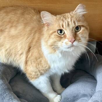 Sir Archibald McChicken -  Domestic Long Hair Cat for Adoption in Alexandria, Virginia - Sir Archibald McChicken | PetCurious