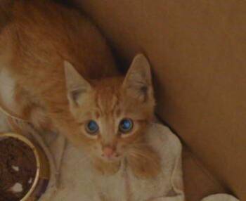 CALVIN -  Domestic Short Hair Cat for Adoption in Sacramento, California - CALVIN | PetCurious