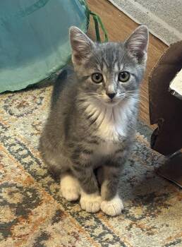 Domestic Short Hair Cats Available for Adoption in Athens, Ohio - Pippa | PetCurious