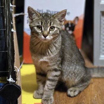 Rescue Domestic Short Hair Cats for Adoption - Sally | PetCurious
