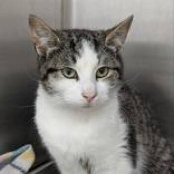 Domestic Short Hair Cats Available for Adoption in Lansing, Michigan - Joe Louis | PetCurious