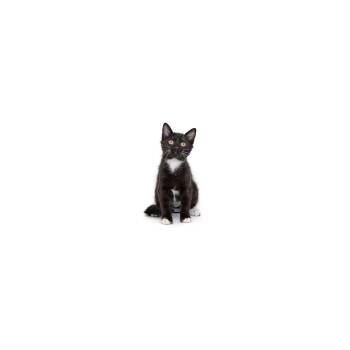 Pastel -  Domestic Short Hair Cat for Adoption in Los Angeles, California - Pastel | PetCurious