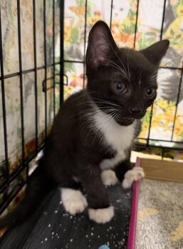Jack -  Tuxedo Cat for Adoption in Bridgeton, North Carolina - Jack | PetCurious