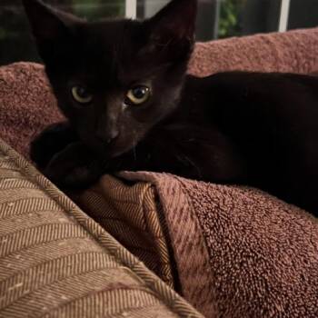 Binx m -  Domestic Short Hair Cat for Adoption in Tampa, Florida - Binx M | PetCurious