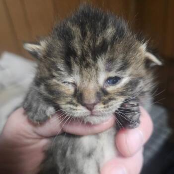 Domestic Short Hair Cats Available for Adoption in Watertown, New York - Moose Tracks | PetCurious