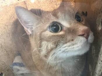 Benjamin -  Domestic Short Hair Cat for Adoption in Daytona Beach, Florida - Benjamin | PetCurious
