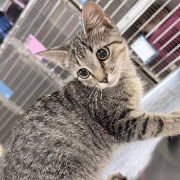 Polyester -  Domestic Short Hair Cat for Adoption in Titusville, Florida - Polyester | PetCurious