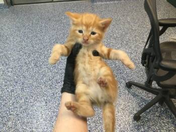 Domestic Short Hair Cats Available for Adoption in Thousand Palms, California - A1919544 | PetCurious