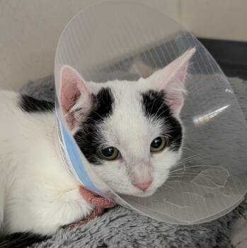 Rescue Domestic Short Hair Cats for Adoption in Aberdeen, Washington - Possum | PetCurious