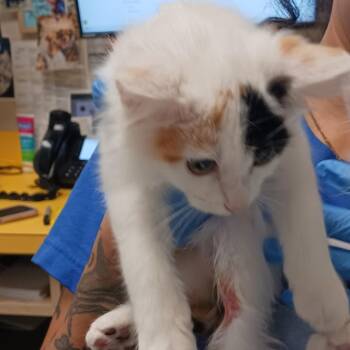 Mabel -  Domestic Medium Hair Cat for Adoption in Nashville, Tennessee - Mabel | PetCurious