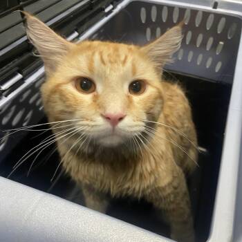 Cheeto -  Domestic Long Hair Cat for Adoption in Allentown, Pennsylvania - Cheeto | PetCurious