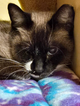 Rescue Siamese and Birman Cats for Adoption in San Antonio, Texas - Pinkie | PetCurious