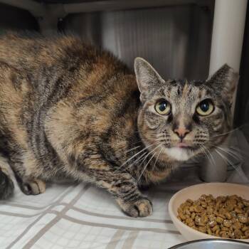 Trixie -  Domestic Short Hair Cat for Adoption in Jersey City, New Jersey - Trixie | PetCurious