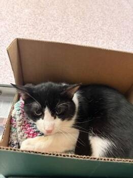 Domestic Short Hair Cats Available for Adoption - Nick | PetCurious