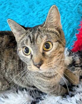 Jules -  Domestic Short Hair Cat for Adoption in Jacksonville, Texas - Jules | PetCurious