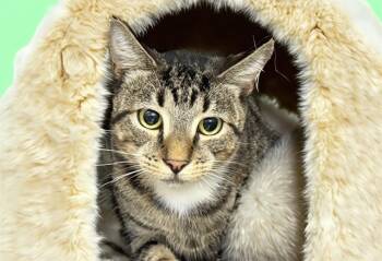 Rescue Domestic Short Hair Cats for Adoption in Fort Lauderdale, Florida - JASPER | PetCurious