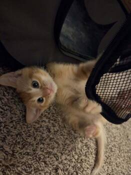 Domestic Short Hair Cats Available for Adoption in Plymouth, Michigan - Creature From The Black Lagoon | PetCurious