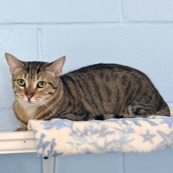 Cole -  Domestic Short Hair and Tiger Cat for Adoption in Sanford, Florida - Cole | PetCurious