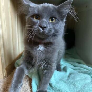 Maverick Hoffman -  Domestic Medium Hair Cat for Adoption in Eagle Mountain, Utah - Maverick Hoffman | PetCurious