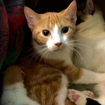 Domestic Medium Hair Cats Available for Adoption - Pinky | PetCurious