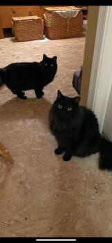 Sabrina & Salem -  Domestic Long Hair Cat for Adoption in Lincoln University, Pennsylvania - Sabrina & Salem | PetCurious