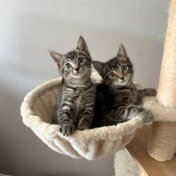 Mary Eliza -  Domestic Short Hair Cat for Adoption in Alexandria, Virginia - Mary Eliza | PetCurious