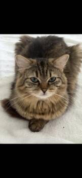 Ragdoll Cats Available for Adoption in Lehigh Acres, Florida - Beau | PetCurious