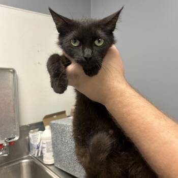 Fauna -  Domestic Short Hair Cat for Adoption in Birmingham, Alabama - Fauna | PetCurious