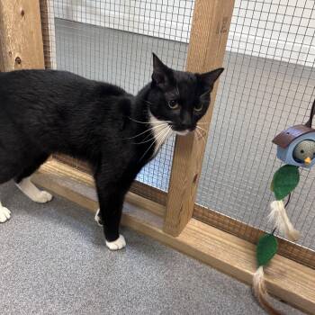 Domestic Short Hair Cats Available for Adoption in Chisholm, Minnesota - Trey | PetCurious