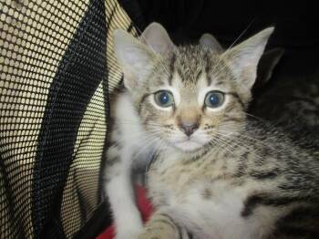 A384719 -  Domestic Short Hair Cat for Adoption in Ocala, Florida - A384719 | PetCurious