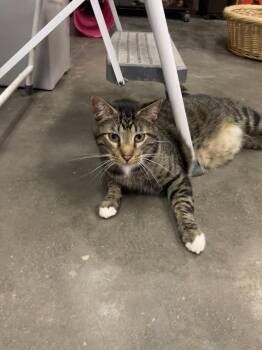 Domestic Short Hair Cats Available for Adoption - Ringo | PetCurious