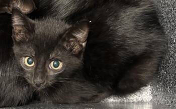 Domestic Short Hair Cats Available for Adoption in Dallas, Texas - RIDDLER | PetCurious