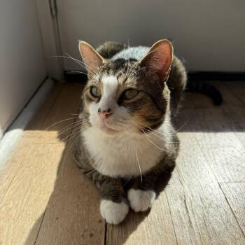 Domestic Short Hair Cats Available for Adoption in Pearland, Texas - BK | PetCurious