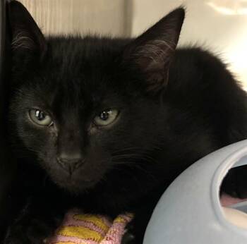 CARL* -  Domestic Short Hair Cat for Adoption in Santa Cruz, California - CARL* | PetCurious