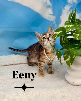Domestic Short Hair Cats Available for Adoption in Sevierville, Tennessee - Eeny | PetCurious