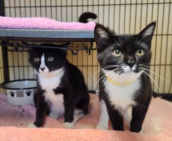 Plankton and Krill -  Domestic Short Hair Cat for Adoption in Clayton, New Jersey - Plankton And Krill | PetCurious