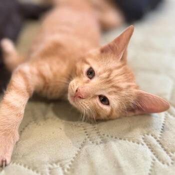 Cosmo -  Domestic Short Hair Cat for Adoption in Madison, Wisconsin - Cosmo | PetCurious
