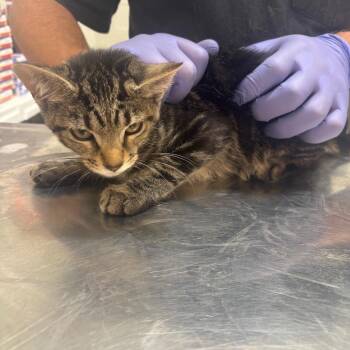 Lobster -  Domestic Medium Hair Cat for Adoption in Clanton, Alabama - Lobster | PetCurious