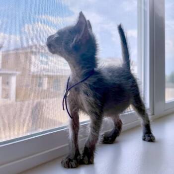 Razzamatazz 27 -  Domestic Short Hair Cat for Adoption in Austin, Texas - Razzamatazz 27 | PetCurious