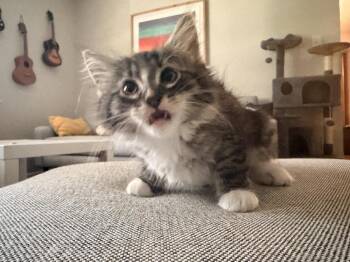 Shows -  Domestic Long Hair Cat for Adoption in Topeka, Kansas - Shows | PetCurious