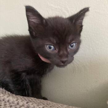 Buttons -  Domestic Short Hair Cat for Adoption in Buffalo, New York - Buttons | PetCurious