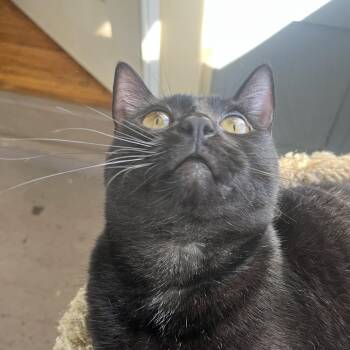 Mocha -  Domestic Short Hair Cat for Adoption in Fairport, New York - Mocha | PetCurious