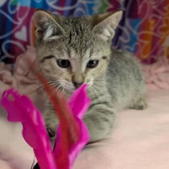Mikah -  Domestic Short Hair Cat for Adoption - Mikah | PetCurious